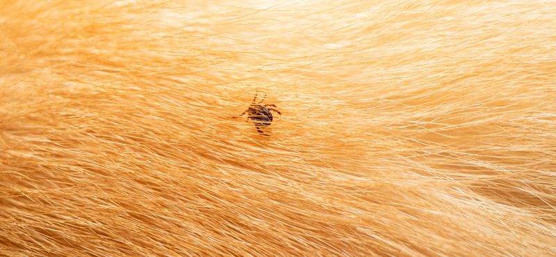 Обнаружили на своем питомце клеща?