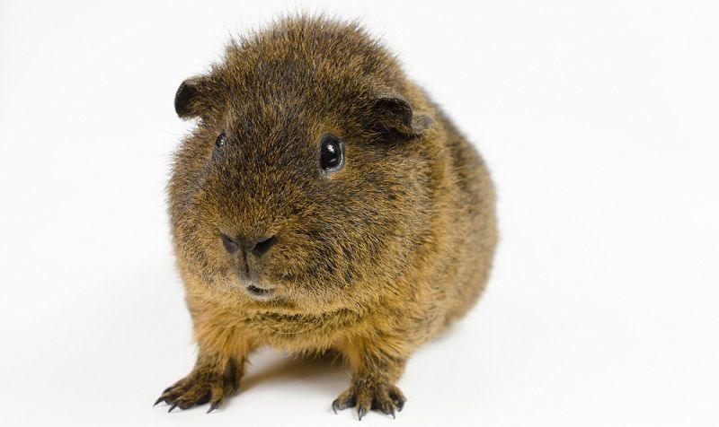 Особенности содержания морских свинок