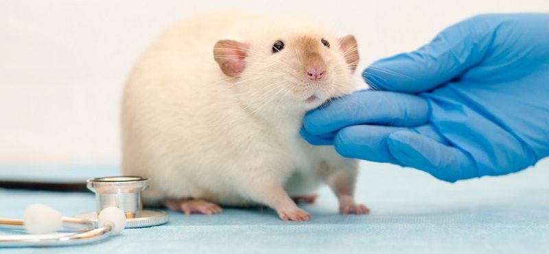 Содержание домашних крыс