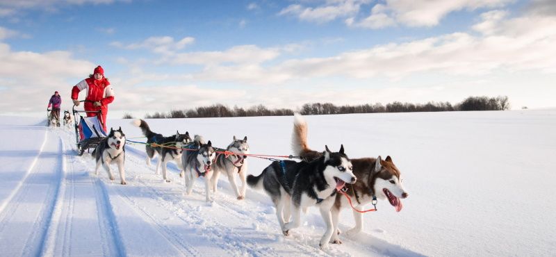 Катание на собаках: виды и особенности
