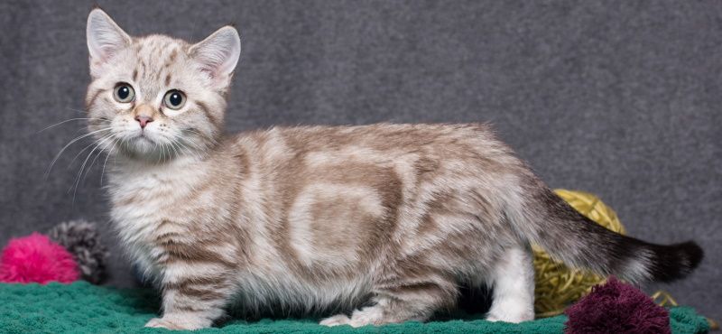 Манчкин: особенности породы, уход, содержание