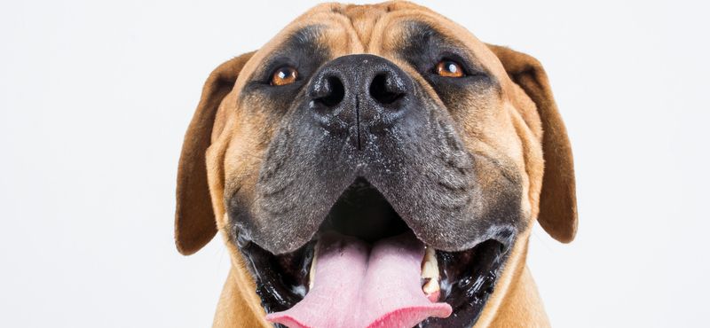 Бурбуль – порода собак Бурбуль – порода собак