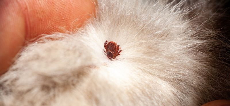 Обнаружили на своем питомце клеща?