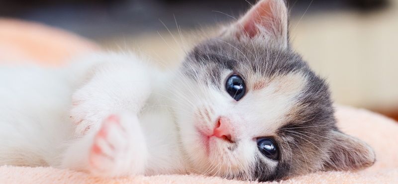 Новорожденный котёнок: чем кормить и как ухаживать