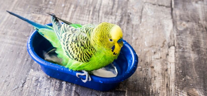 Как купать попугая