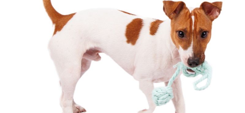 Выбираем экологичные материалы для питомцев: обзор новых игрушек Rurri