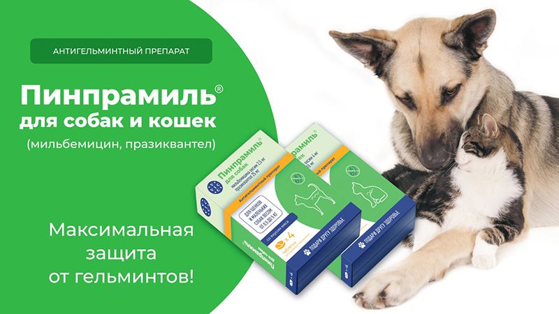 Возвращение домой с дачи и из отпуска