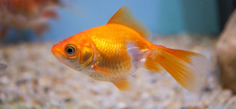 Чем кормить золотую рыбку
