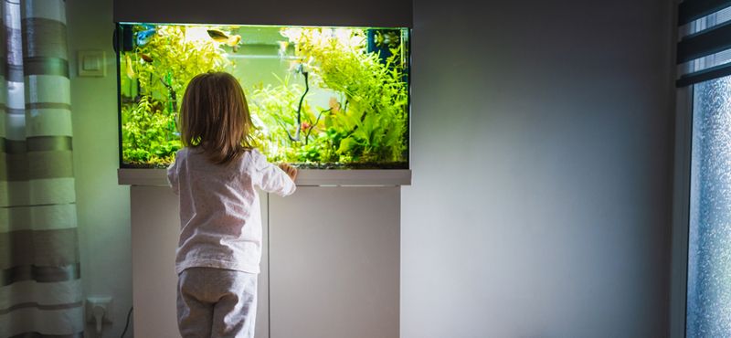 Как подготовиться к покупке аквариумных рыбок: уход и содержание