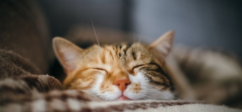 Что нужно кошке для комфортной жизни?