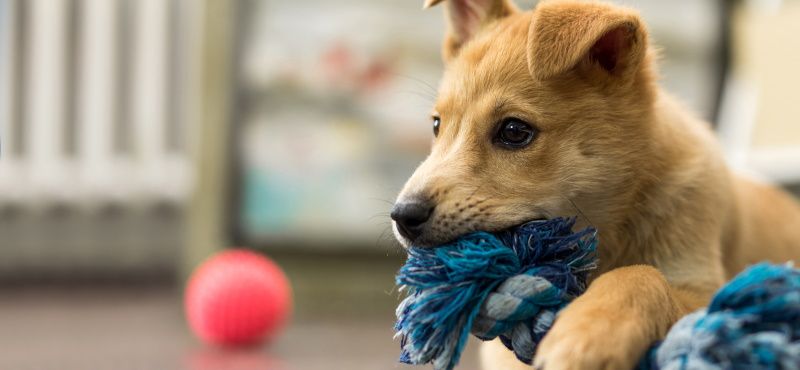 Что делать с щенком с улицы