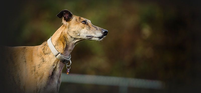 Грейхаунд или английская борзая - порода собак