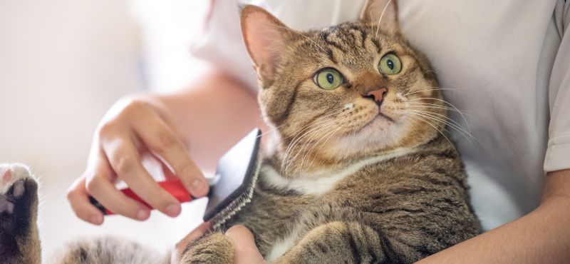 Что делать, если кошка сильно линяет