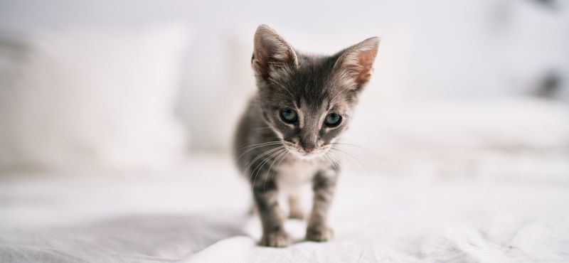 Адаптация котёнка в новом доме