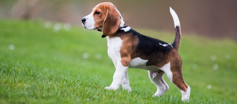 Бигль - порода собак