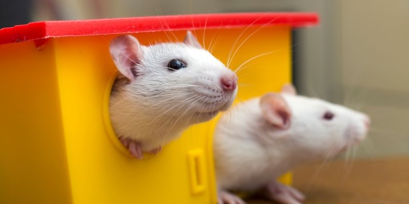 Крыса - символ Нового 2020 года!