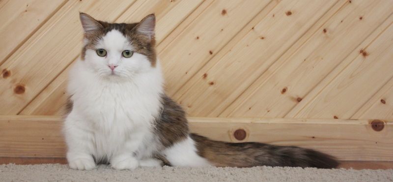 Лучшие породы кошек для детей