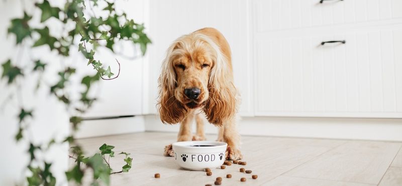 Классификация кормов для собак