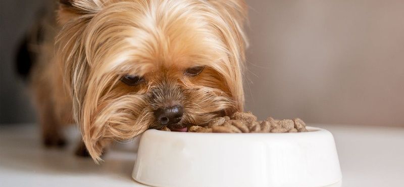 Влажные корма и смешанное питание