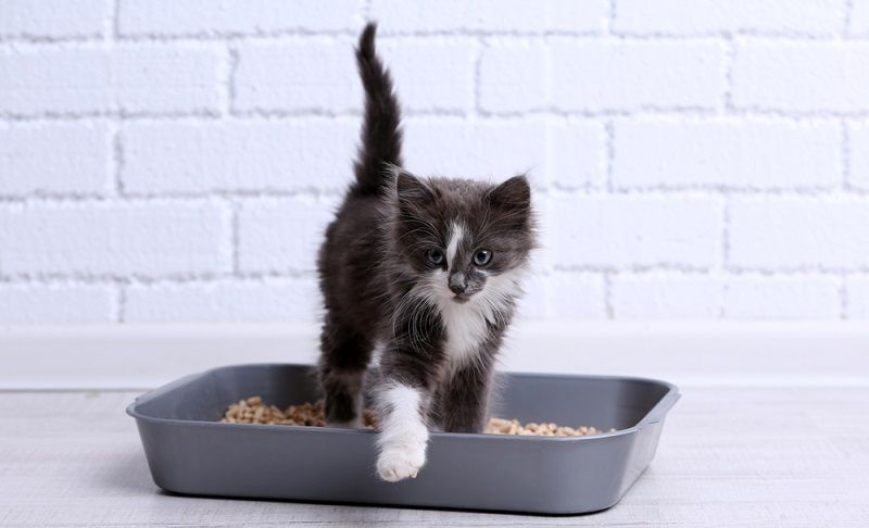 Завели котенка? Подборка необходимых товаров для нового члена семьи!