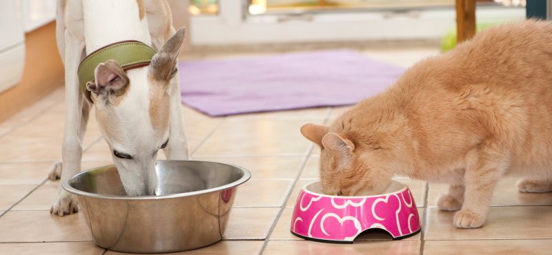 Как правильно читать упаковку корма для собаки или кошки