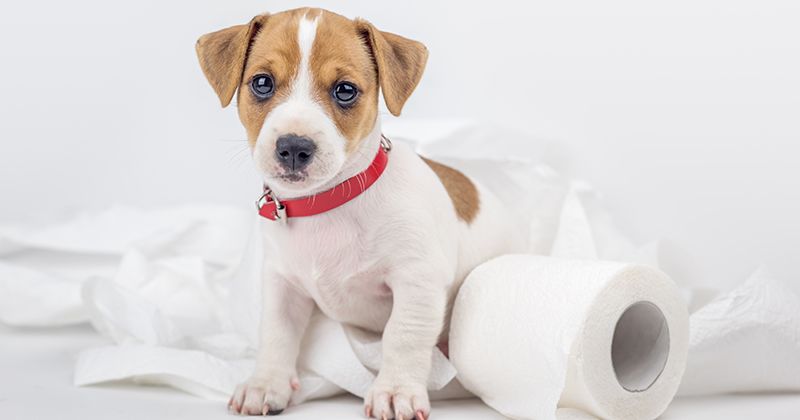 Как приучить собаку к туалету