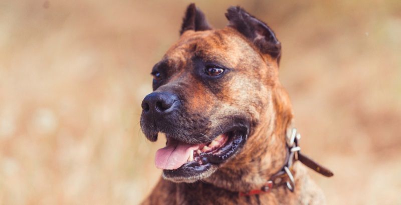 Алано порода собак