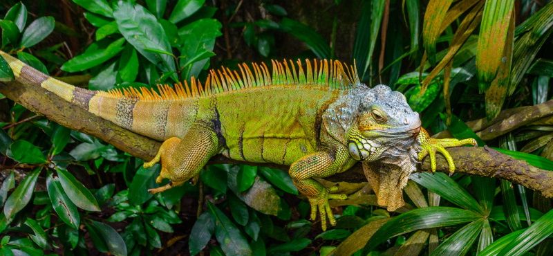 Игуана: содержание и уход в домашних условиях