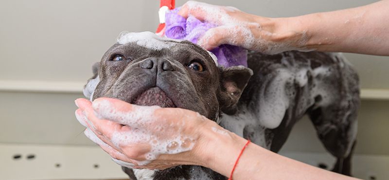 Подготовьте питомца к празднику