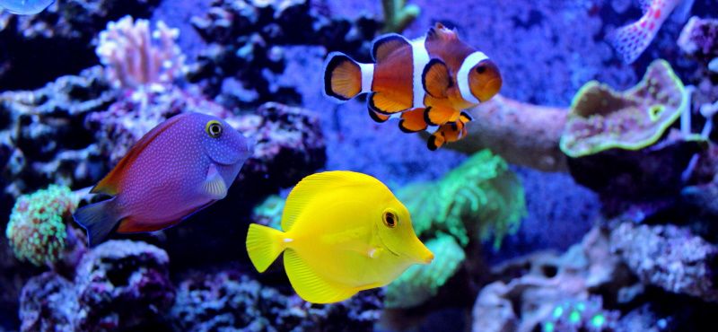 Как оставить аквариум и рыб на время отпуска