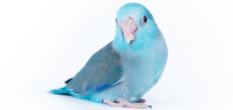 Какого попугая завести?