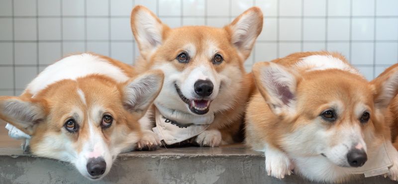 Топ пород собак для квартиры