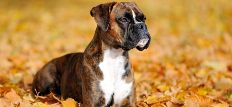 Топ пород собак для квартиры