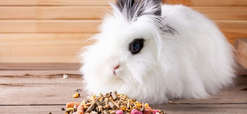 Обзор кроликов для содержания дома