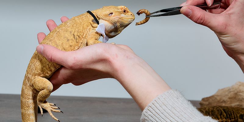 Бородатая агама: содержание в домашних условиях