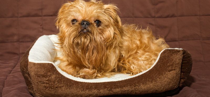 Брюссельский гриффон - порода собак