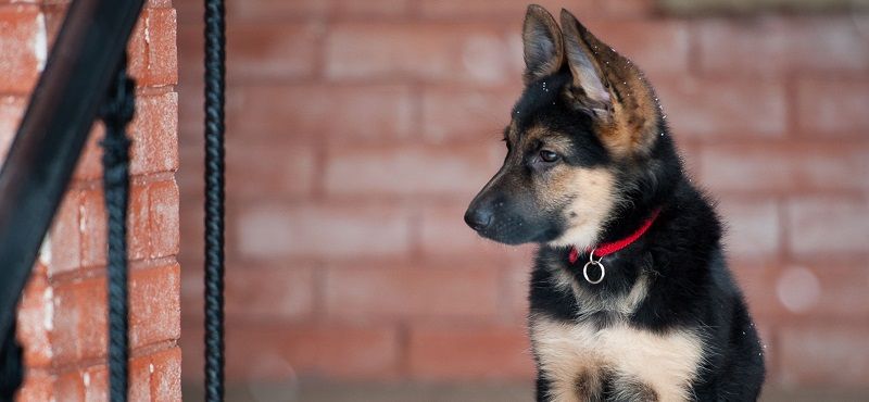 Немецкая овчарка – порода собак