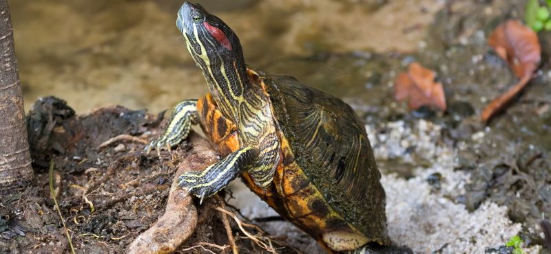 Черепаха красноухая