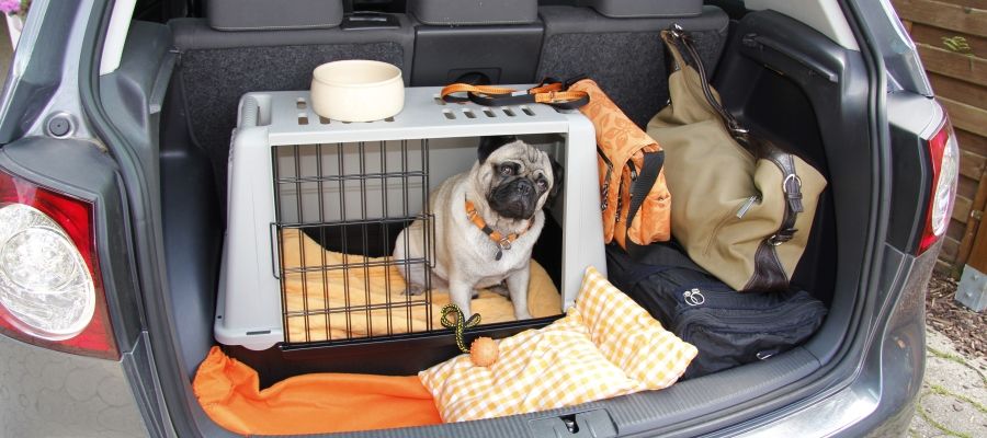 Для чего нужна клетка для собак?