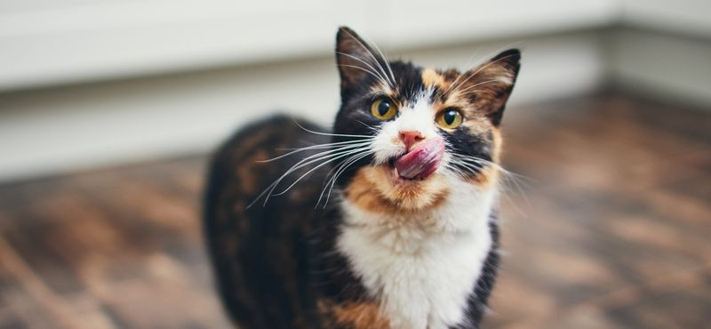 Классы кормов для кошки — что выбрать