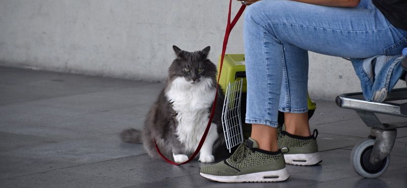 Как правильно перевозить питомца в самолете?