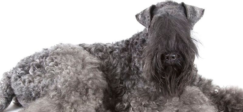 Керри-блю-терьер — порода собак