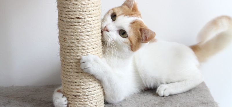 Сизаль или джут: что лучше для когтеточки