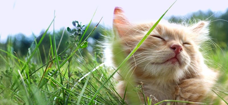 Как выбрать витамины для кошки Как выбрать витамины для кошки