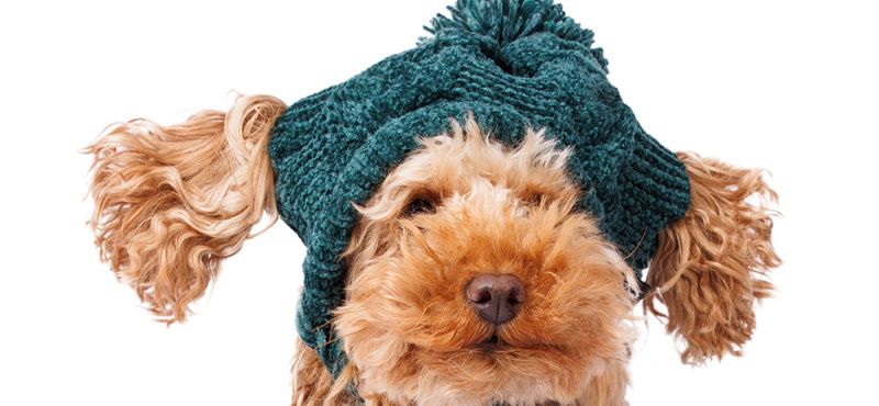 Шапки для собак от Rurri: подборка самых модных и удобных моделей