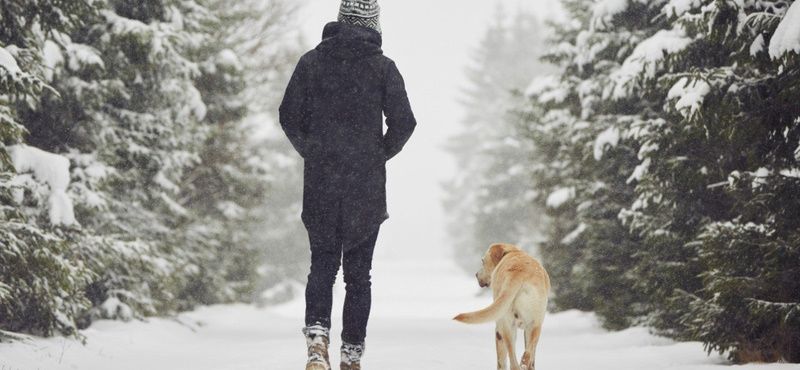 Как отучить собаку подбирать еду на улице