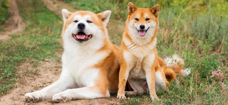 Акита ину - порода собак Акита ину - порода собак