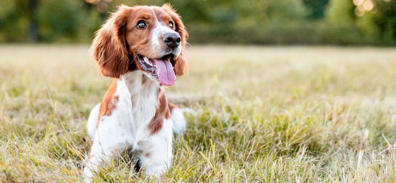 Легкий путь к здоровым суставам вашего питомца