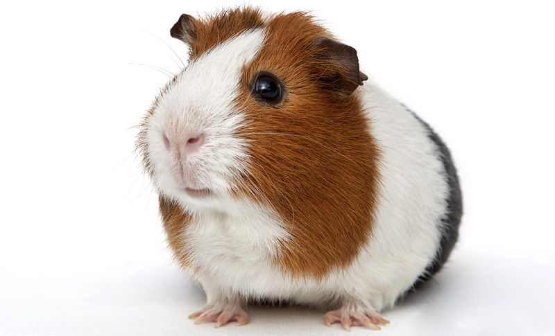Особенности содержания морских свинок