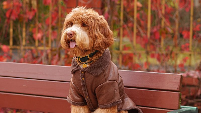 Одежда для собак: подбираем осенний гардероб
